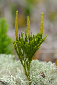 Running Cedar