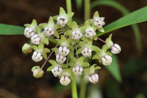 Milkweed