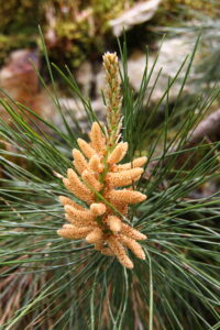 Long Leaf Pine