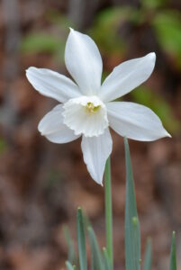 White Daffodil