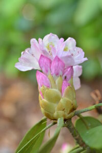 Rhododendron
