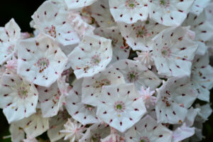 Mountain Laurel
