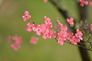 Pink Dogwood