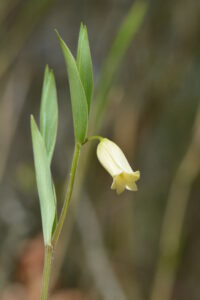 Yellow Bellwort