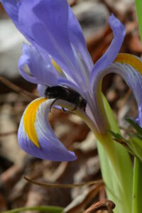 Dwarf Iris