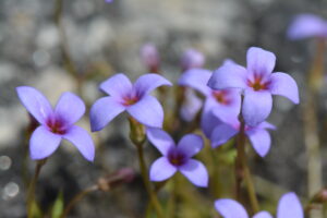 Bluet