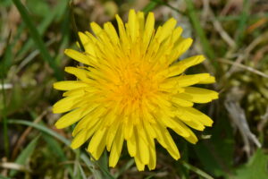 Dandelion