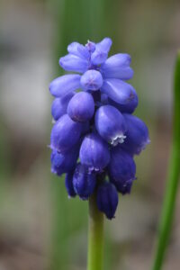 Blue Bonnet