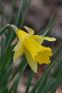 Yellow Daffodil