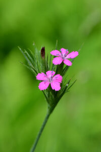 Pink Deptford