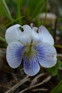 White Violet