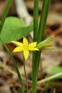 Yellow Eyed Grass Flower