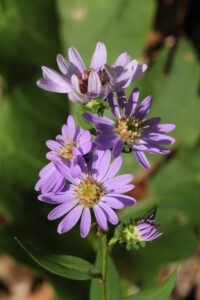 Purple Aster