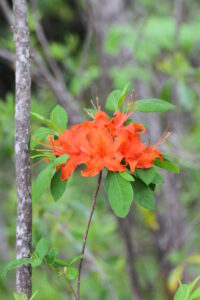 Flame Azalea