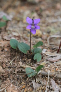 Purple Violet