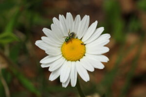 Daisy