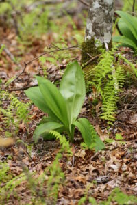 Speckled Wood Lily