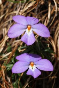 Mountain Birdsfood Violet