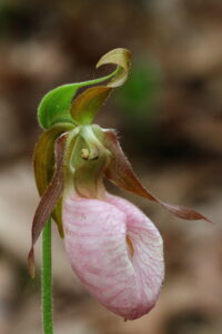 Pink Lady Slipper