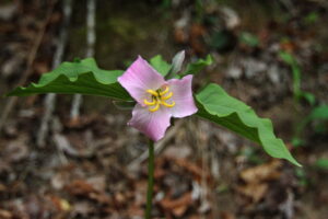 Catesby's Trillium