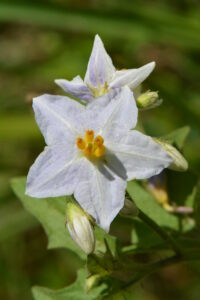 Horse Nettle