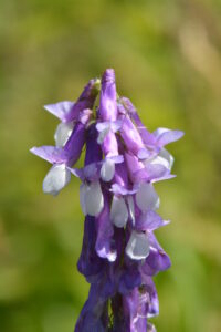 Cow Vetch