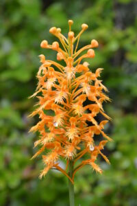 Yellow Fringed Orchid