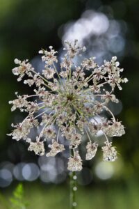 Queen Anne's Lace