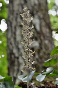 Cranefly Orchid