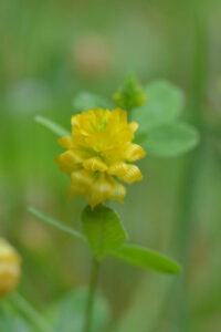 Hop Clover