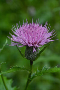 Thistle
