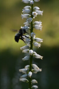 Nodding Lady's Tresses