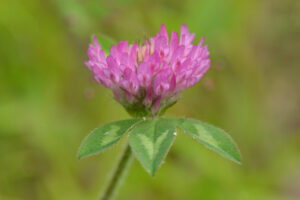 Clover