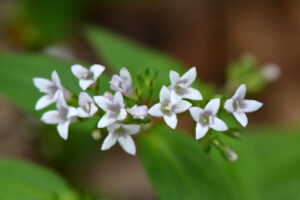 Toadflax