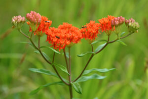 Butterfly Weed