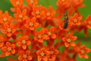 Butterfly Weed