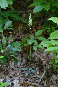Rattlesnake Plantain Orchid