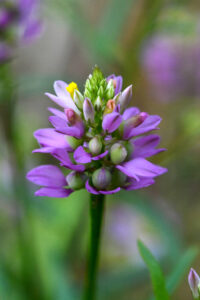 Field Milkwort