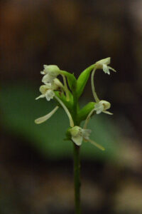 Little Club Spur Orchid