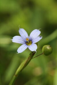 Blue Eyed Grass Flower