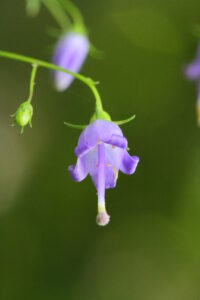 Bell Flower