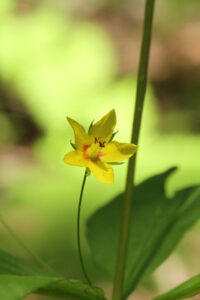 Whorled Loosestrife