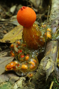 Gemmy Puffball in Aspic