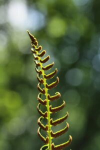Fern