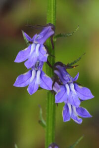 Lobelia