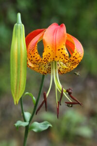Carolina Lily (Micheaux's Lily)