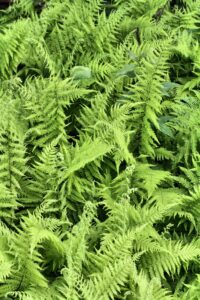 Fern