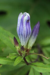 Gentian