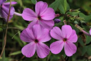 Phlox