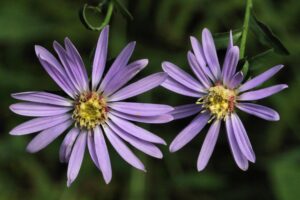 Purple Aster